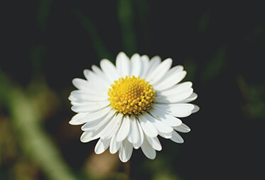 The Truth about Chamomile
